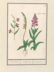 Orchididae (Orchidaceae) Stendhal kryssade. / Orchaeus tur. / du satijrion. (Totalt på objekt)
