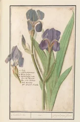 Paarse iris (Iris germanica) Stinkande lis. /iris. / Stinkande gladioler. lågor. (titel på objekt)
