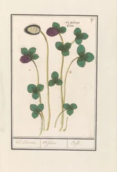 Rödklöver (Trifolium pratense) Klee Claevers. / Trifolium. / Trefle (titel på objekt)