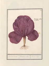 Rödkål (Brassica oleracea convar. capitata var. rubra) Röd Cauwel. / Brassica rubra. / Choux rouge (titel på objekt)