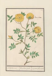 Rose (Rosa) enda gul ros. / Rosa lutea simplex / rose jeaune à fleur enkel (titel på objekt)