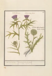 Tistel (Carduus) och Kronärtskocka (Cynara cardunculus) Distel (Tistel) en artisjok (Cynara cardunculus) Boll Caerden / Cardius Spheroche-phalus (titel på objekt)