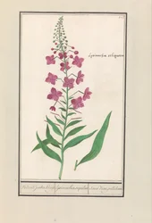 Eldgräs (Chamerion angustifolium) Återigen, judarna Kruyt. / lysimachia sequilosa / Souci d