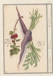 Wortel (Daucus carota) i rode bes (Ribes rubrum) 1. Karoten, rötter. 2. planen Aelbesien / 1. Carota. 2. ribs nigra. / 1. Karoter. 2. Goisselet transmarin. (titel på objekt)