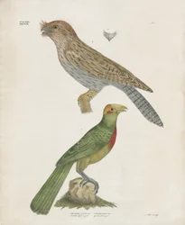 Barbet och Roller (handkolorerad lito)