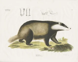 Europeisk grävling med illustration av dödskalle (handkolorerad litografi)