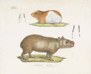 Marsvin och kapybara med tandillustrationer (handkolorerad litografi)
