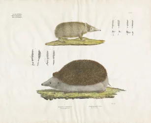 Igelkott och tenrec med anatomiska detaljer (handkolorerad litografi)