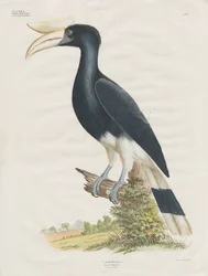 Hornbill (handkolorerad litografi)