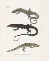 Varan, den giftiga ödlan och alligatorn från reptilklassen (handkolorerad litografi)