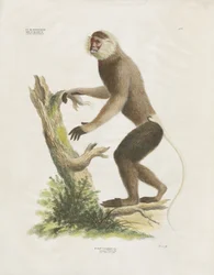 Vitansiktad kapucin på en trädstam (handkolorerad litografi)