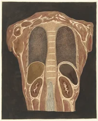 Anatomisk studie av organen i bröstet, sedd bakifrån