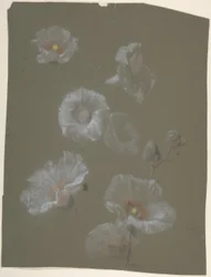 Vita stockrosor