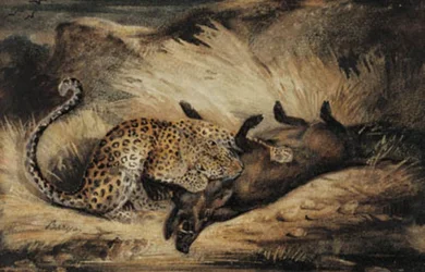Leopard äter en galt.