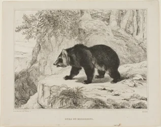 Mississippi Björn