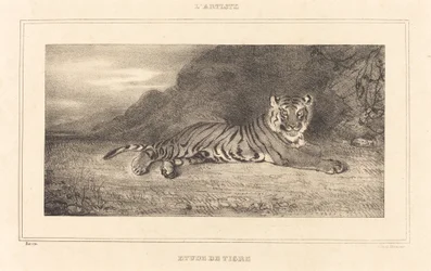 Studie av en tiger