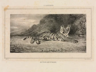 Studie av en tiger, 1832.