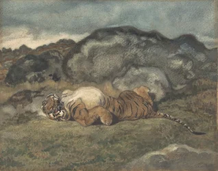 Tiger som rullar på ryggen, 1810-75.