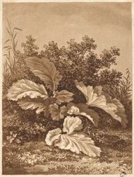 En studie av löv, ca. 1800.
