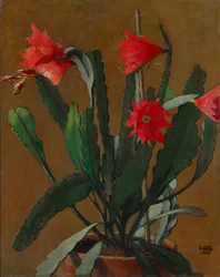 Stilleben med en blommande kaktus