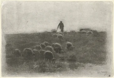 Herde med fårhjord