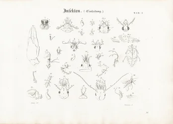 Insekters anatomi