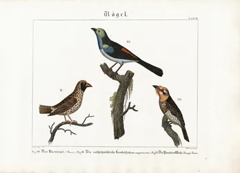 Barbet, vävarfågel och paradisflugsnappare