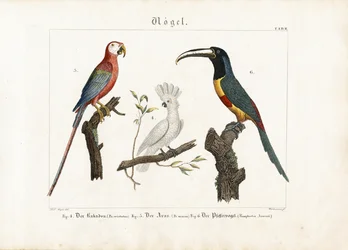 Kakadu, ara och tukan