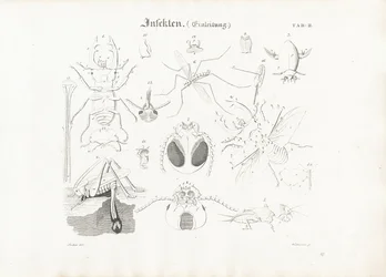 Insekters anatomi
