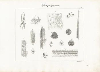 Växtanatomi (Phytotomy)