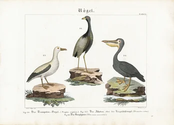 Trumpeter, albatross och pelikan