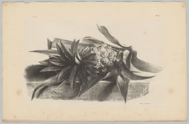 Ananas Flower and Fruit Studies (...) 3:e avsnittet (serietitel)