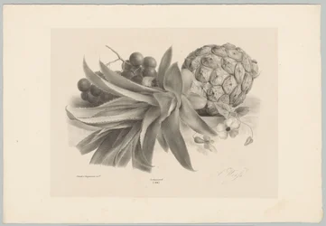 Ananas och vindruvor Flower and Fruit Studies (...) 10:e avsnittet (serietitel)