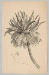 Blomma på stjälken Flower and Fruit Studies (...) 3:e avsnittet (serietitel)