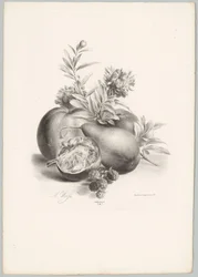 Blommor, äpplen, päron, granatäpple och björnbär Flower and Fruit Studies (...) 10:e avsnittet (serietitel)