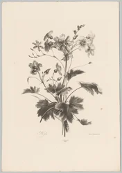 Blommor med taggar Flower and Fruit Studies (...) 10:e avsnittet (serietitel)