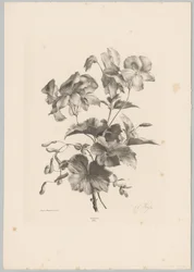 Olika blommor Flower and Fruit Studies (...) 10:e avsnittet (serietitel)