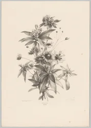 Olika blommor Flower and Fruit Studies (...) 10:e avsnittet (serietitel)