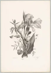 Olika blommor Flower and Fruit Studies (...) 10:e avsnittet (serietitel)