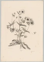 Olika blommor Flower and Fruit Studies (...) 10:e avsnittet (serietitel)