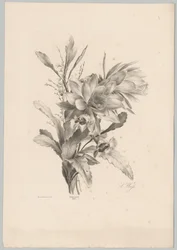 Olika blommor Flower and Fruit Studies (...) 10:e avsnittet (serietitel)