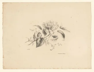 Olika blommor Blommor och frukter (serietitel)