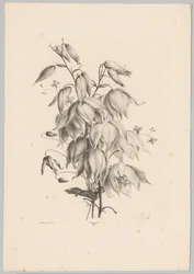 hängande blommor Flower and Fruit Studies (...) 10:e avsnittet (serietitel)