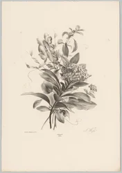 Hortensior och andra blommor Flower and Fruit Studies (...) 10:e avsnittet (serietitel)