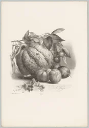Pumpa, tomater och körsbär Flower and Fruit Studies (...) 10:e avsnittet (serietitel)