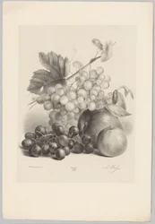 Röda och vita druvor och äpplen Flower and Fruit Studies (...) 10:e avsnittet (serietitel)