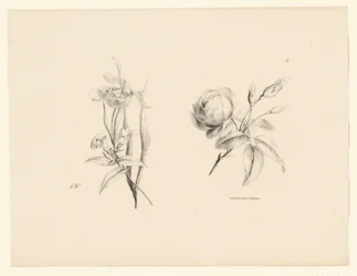 Ros och annan blomma Blommor och frukter (serietitel)