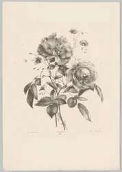 Ros och nejlika blomma Flower and Fruit Studies (...) 10:e avsnittet (serietitel)