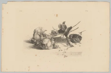 Rosor Flower and Fruit Studies (...) 3:e avsnittet (serietitel)