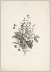 Rosor, nejlikor och fuchsia Flower and Fruit Studies (...) 10:e avsnittet (serietitel)